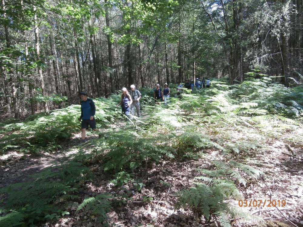 A short walk in the Green Sand Ridge